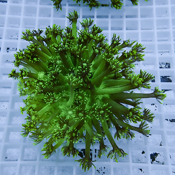 【現物8】コモチハナガサ