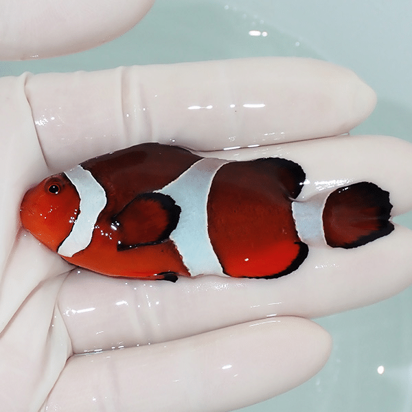 【現物9】カクレクマノミbig 7.5cm±