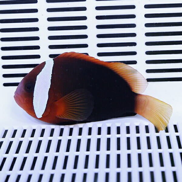 ★ハマクマノミ 黒 8-10cm±