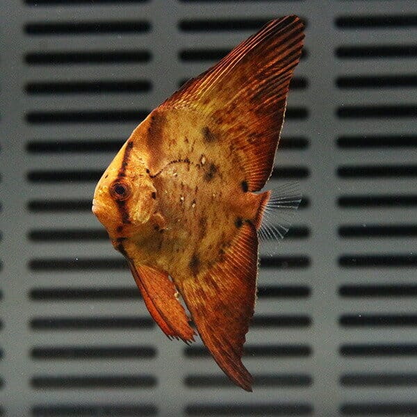 ナンヨウツバメウオ 6-8cm±