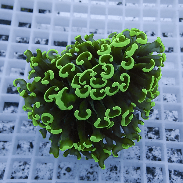 【サンゴ現物10】ナガレハナサンゴ