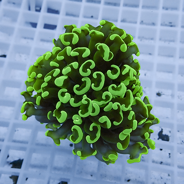 【サンゴ現物11】ナガレハナサンゴ