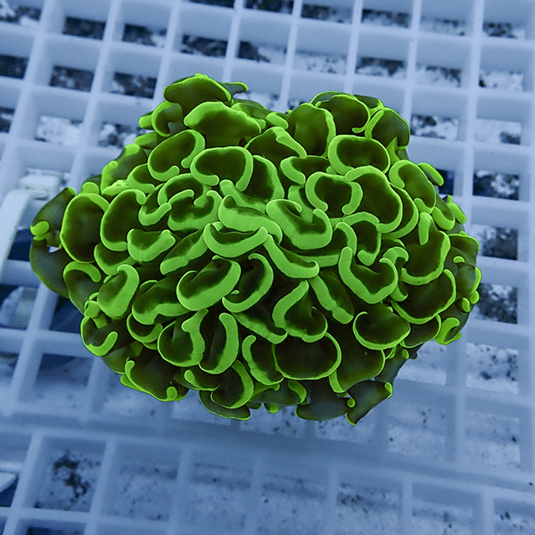 【サンゴ現物12】ナガレハナサンゴ