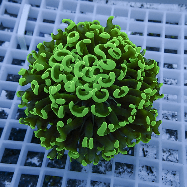 【サンゴ現物13】ナガレハナサンゴ