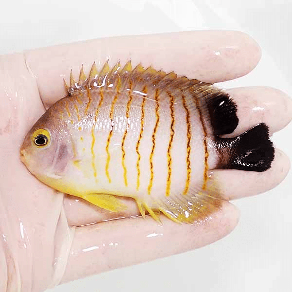 【現物1】スレ有り エイブリーエンゼル 9cm±