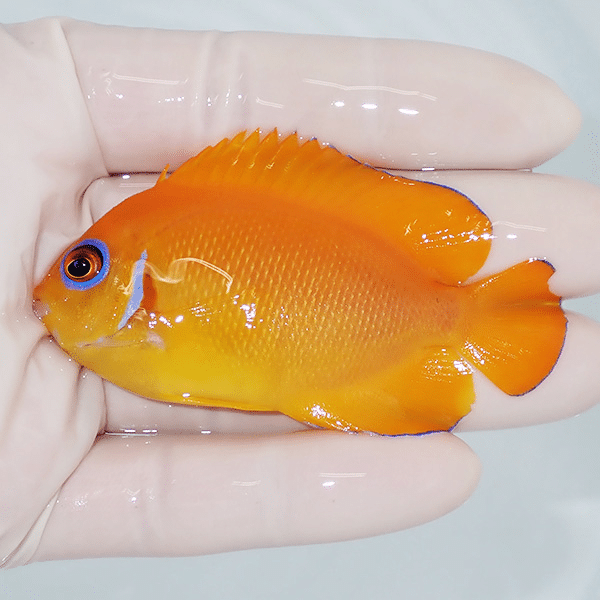 【現物1】レモンピール 7.5cm±