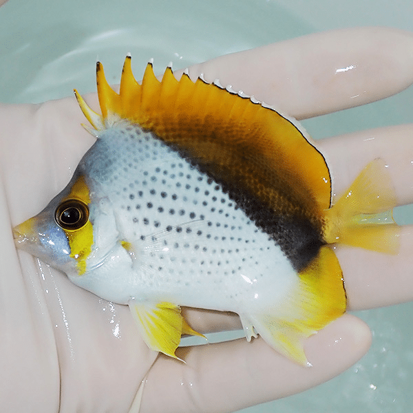 【現物1】粒エサOK マルケサスバタフライ 9cm±