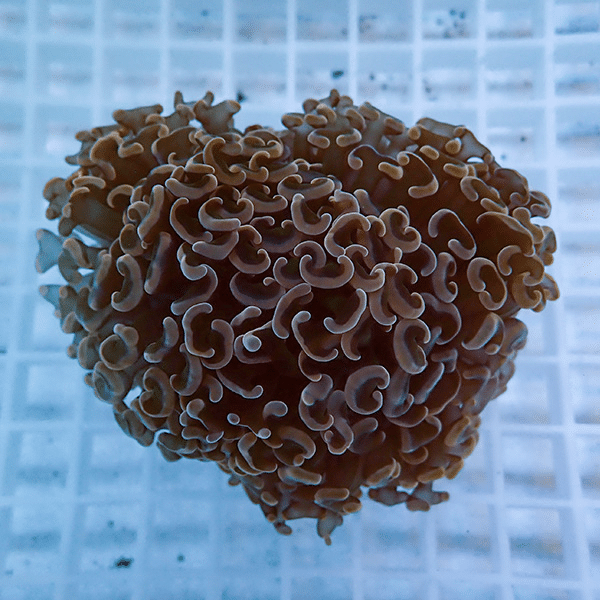 【サンゴ現物1】ナガレハナサンゴ