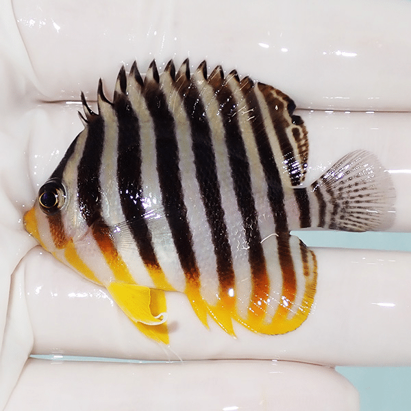 【現物1】シマヤッコ 5.5cm±