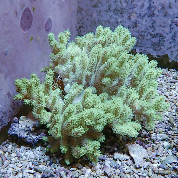 【サンゴ現物1】トサカ.sp 14-12cm 沖縄産