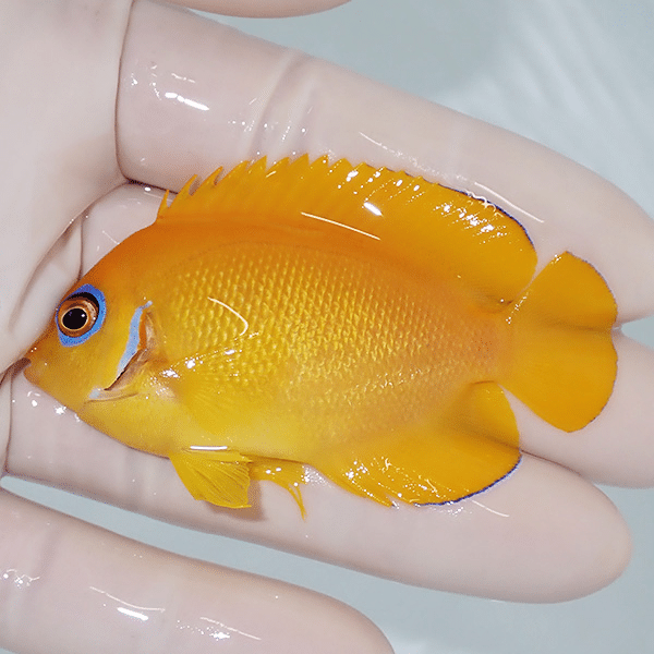 【現物2】レモンピール 6.7cm±