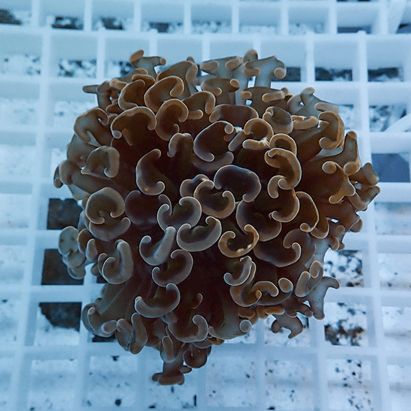 【サンゴ現物2】ナガレハナサンゴ