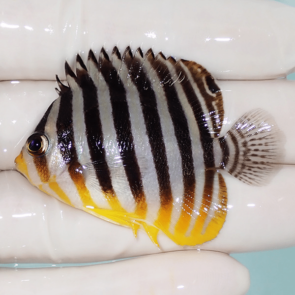 【現物2】シマヤッコ 5.3cm±