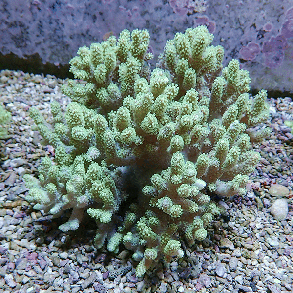 【サンゴ現物2】トサカ.sp 14-14cm 沖縄産