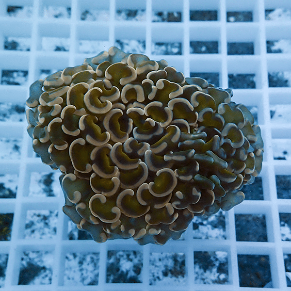 【サンゴ現物3】ナガレハナサンゴ