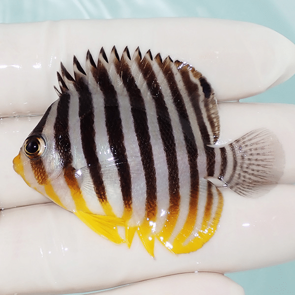 【現物3】シマヤッコ 5.5cm±