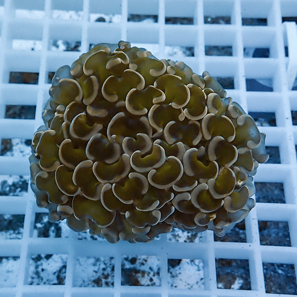 【サンゴ現物4】ナガレハナサンゴ