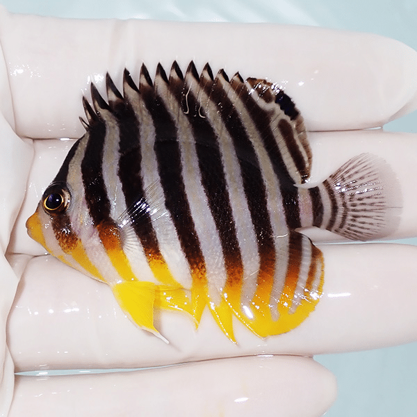 【現物4】シマヤッコ 6cm±