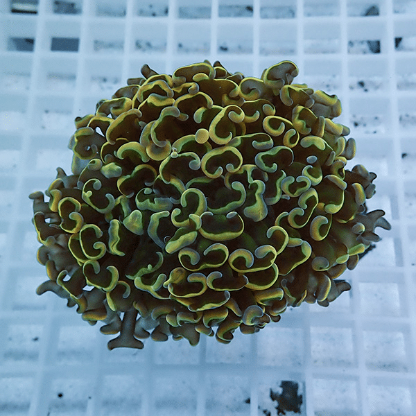 【サンゴ現物5】ナガレハナサンゴ