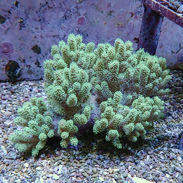 【サンゴ現物5】トサカ.sp 15-13cm沖縄産