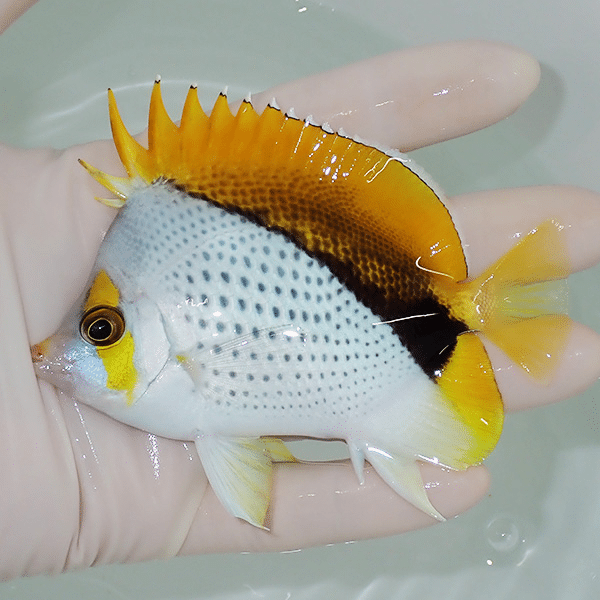 【現物6】マルケサスバタフライ 10cm±