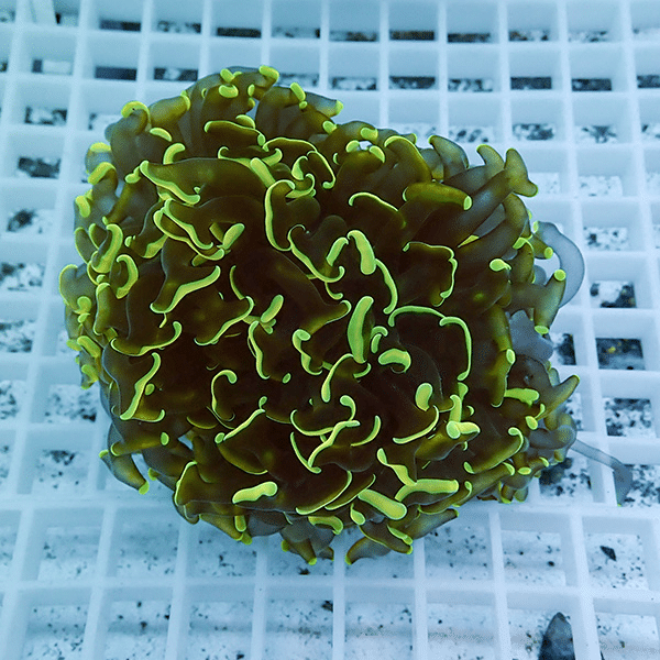 【サンゴ現物6】ナガレハナサンゴ