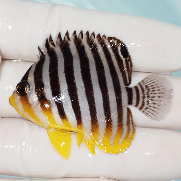 【現物6】シマヤッコ 5cm±