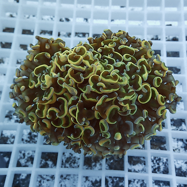 【サンゴ現物7】ナガレハナサンゴ