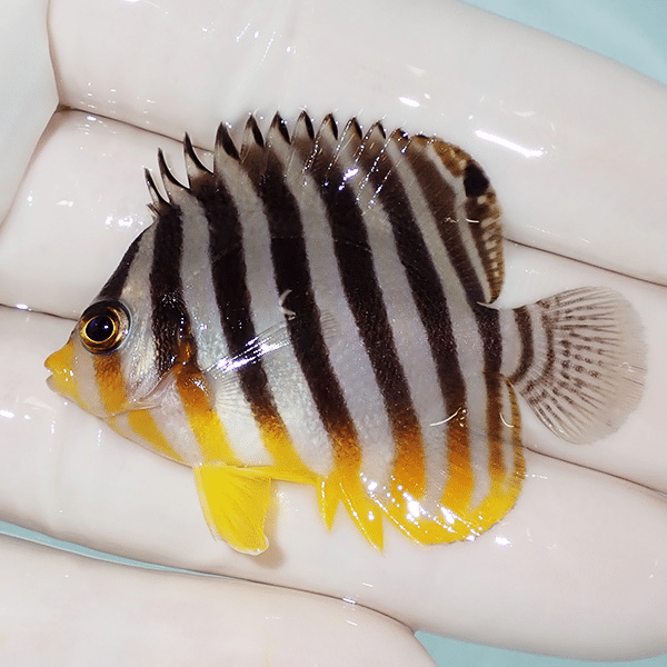 【現物7】シマヤッコ 5cm±