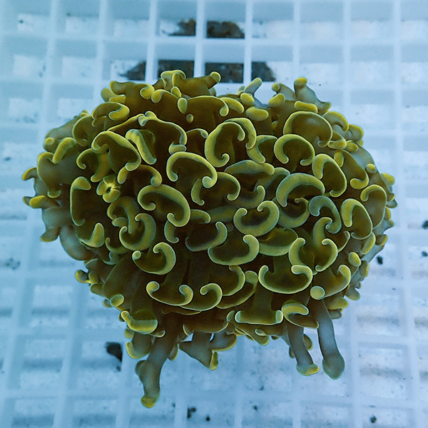 【サンゴ現物8】ナガレハナサンゴ