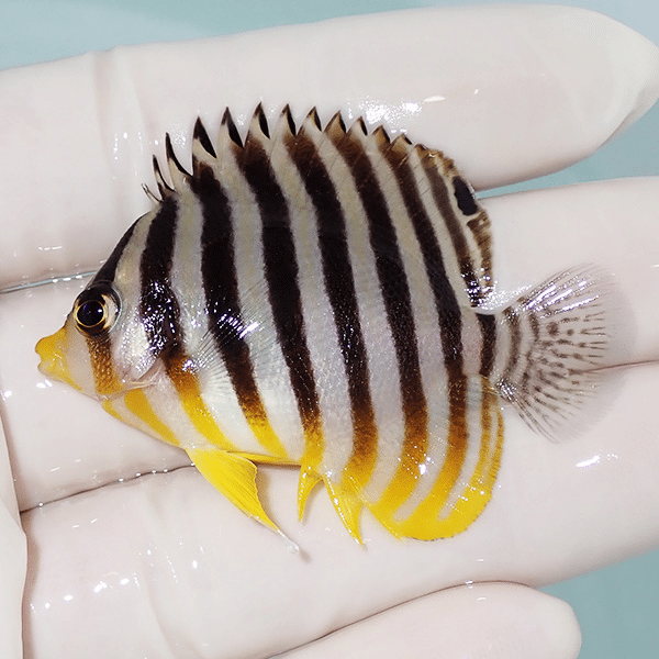 【現物8】シマヤッコ 5cm±