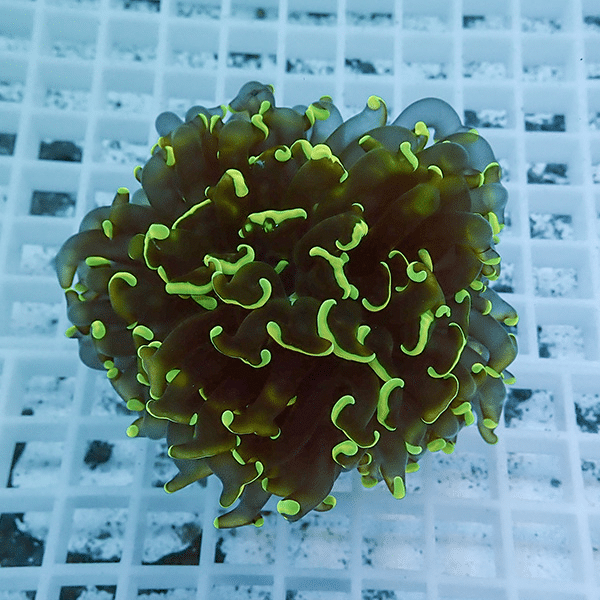 【サンゴ現物9】ナガレハナサンゴ