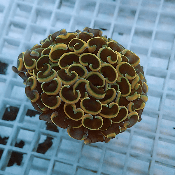 【サンゴ現物10】ナガレハナサンゴ