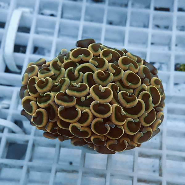 【サンゴ現物11】ナガレハナサンゴ