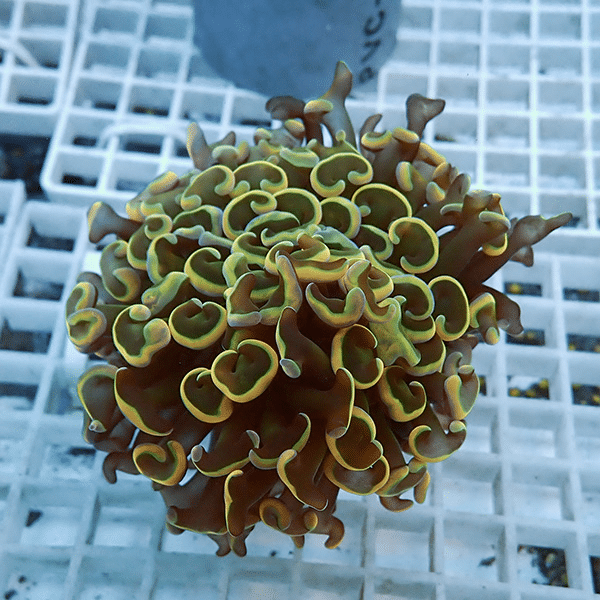 【サンゴ現物13】ナガレハナサンゴ