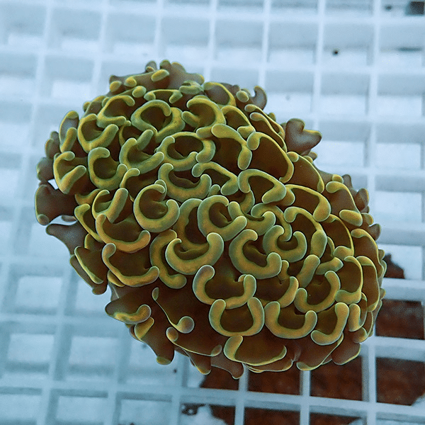 【サンゴ現物14】ナガレハナサンゴ