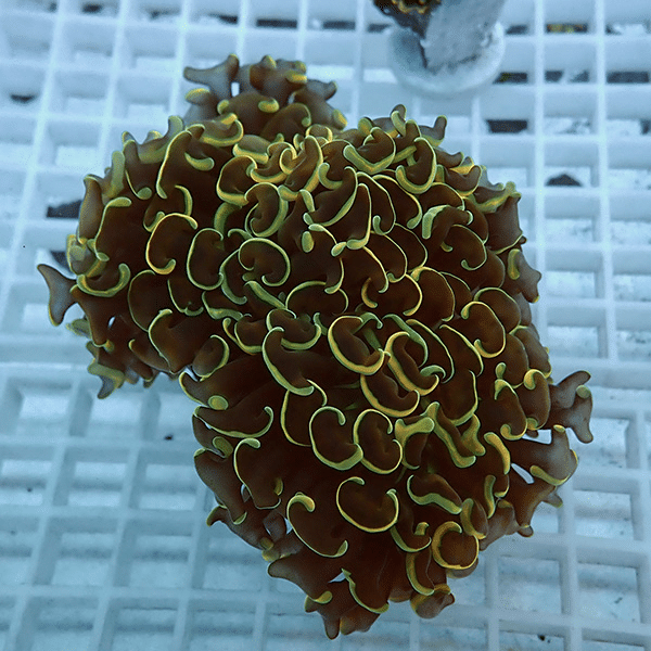 【サンゴ現物15】ナガレハナサンゴ