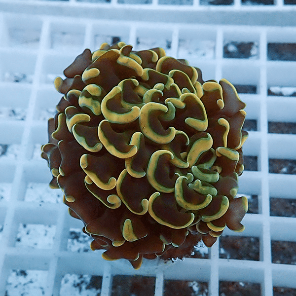 【サンゴ現物16】ナガレハナサンゴ