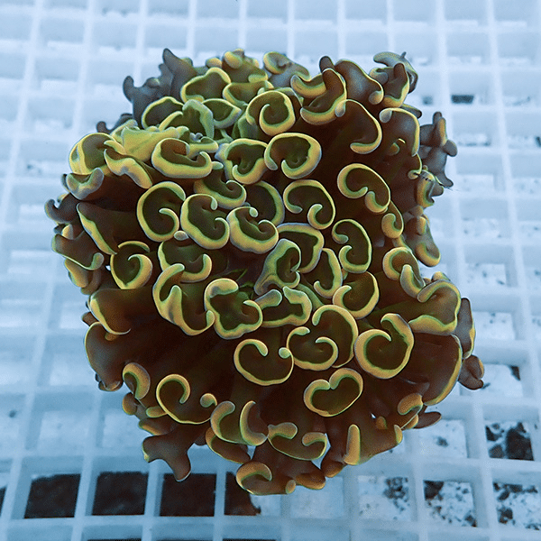 【サンゴ現物17】ナガレハナサンゴ