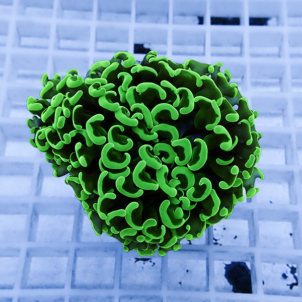 【サンゴ現物18】ナガレハナサンゴ