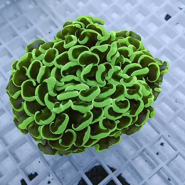 【サンゴ現物19】ナガレハナサンゴ