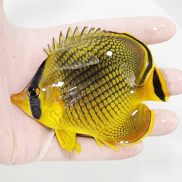 【現物】アミチョウ 10.5cm±