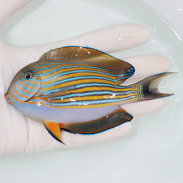 【現物1】ニジハギ 12cm±