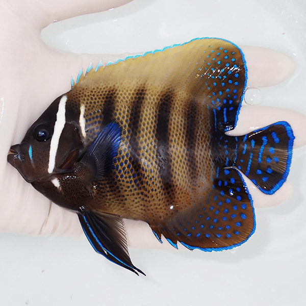 【現物1】ロクセンヤッコ 12cm±