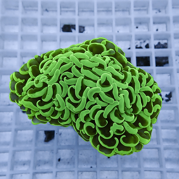 【サンゴ現物21】ナガレハナサンゴ