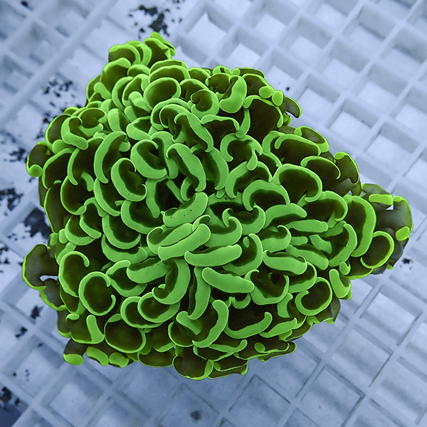 【サンゴ現物22】ナガレハナサンゴ