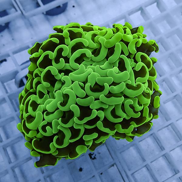 【サンゴ現物23】ナガレハナサンゴ