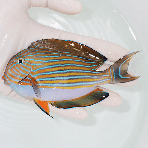 【現物2】ニジハギ 12.5cm±