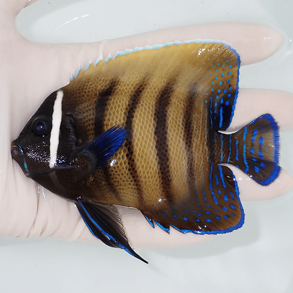 【現物2】ロクセンヤッコ 11cm±