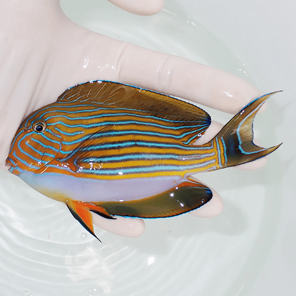 【現物3】ニジハギ 12cm±